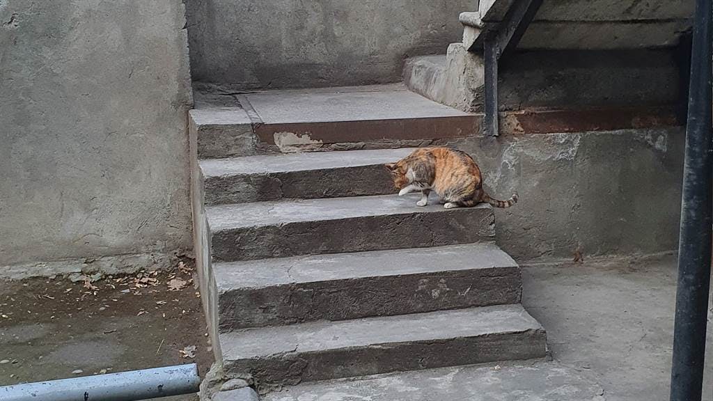 Yerevan cats
